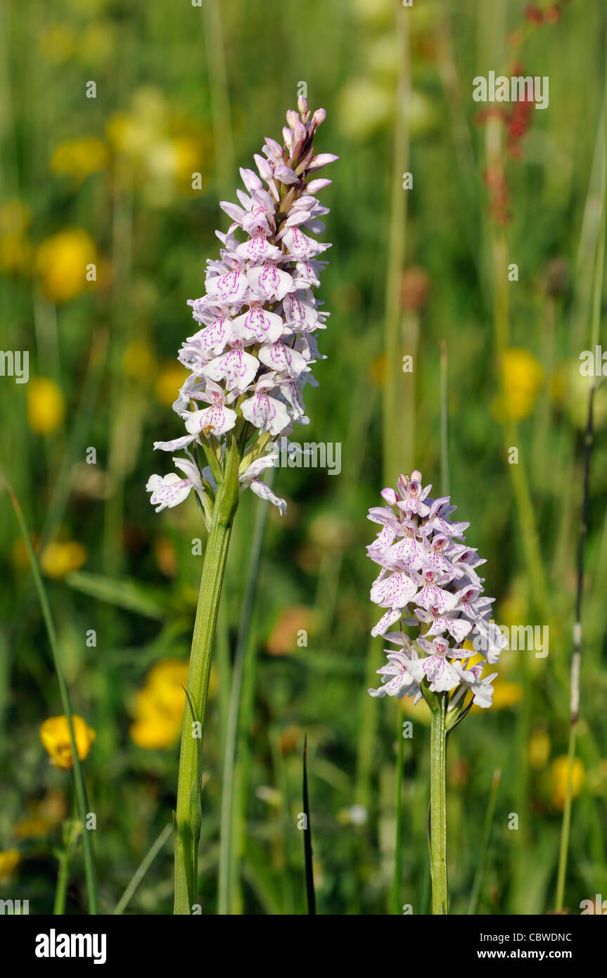 Heath Spotted Orchids - Dactylorhiza maculata Stock Photo