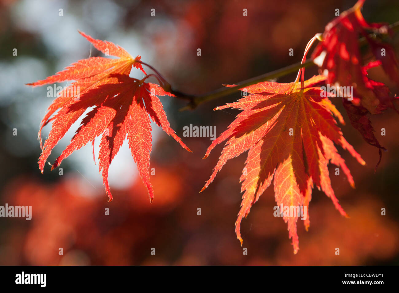 Maple leaves in Autumn- Harcourt Arboretum, Oxford Stock Photo