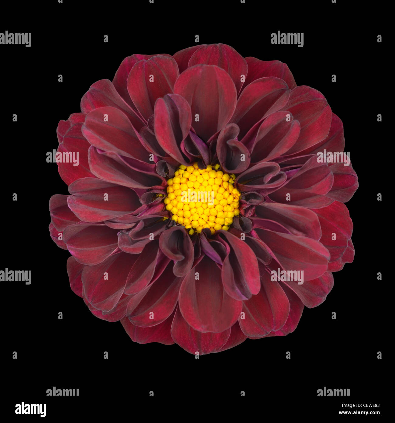 Red Dahlia Flower with Yellow Center Isolated on Black Background Stock ...