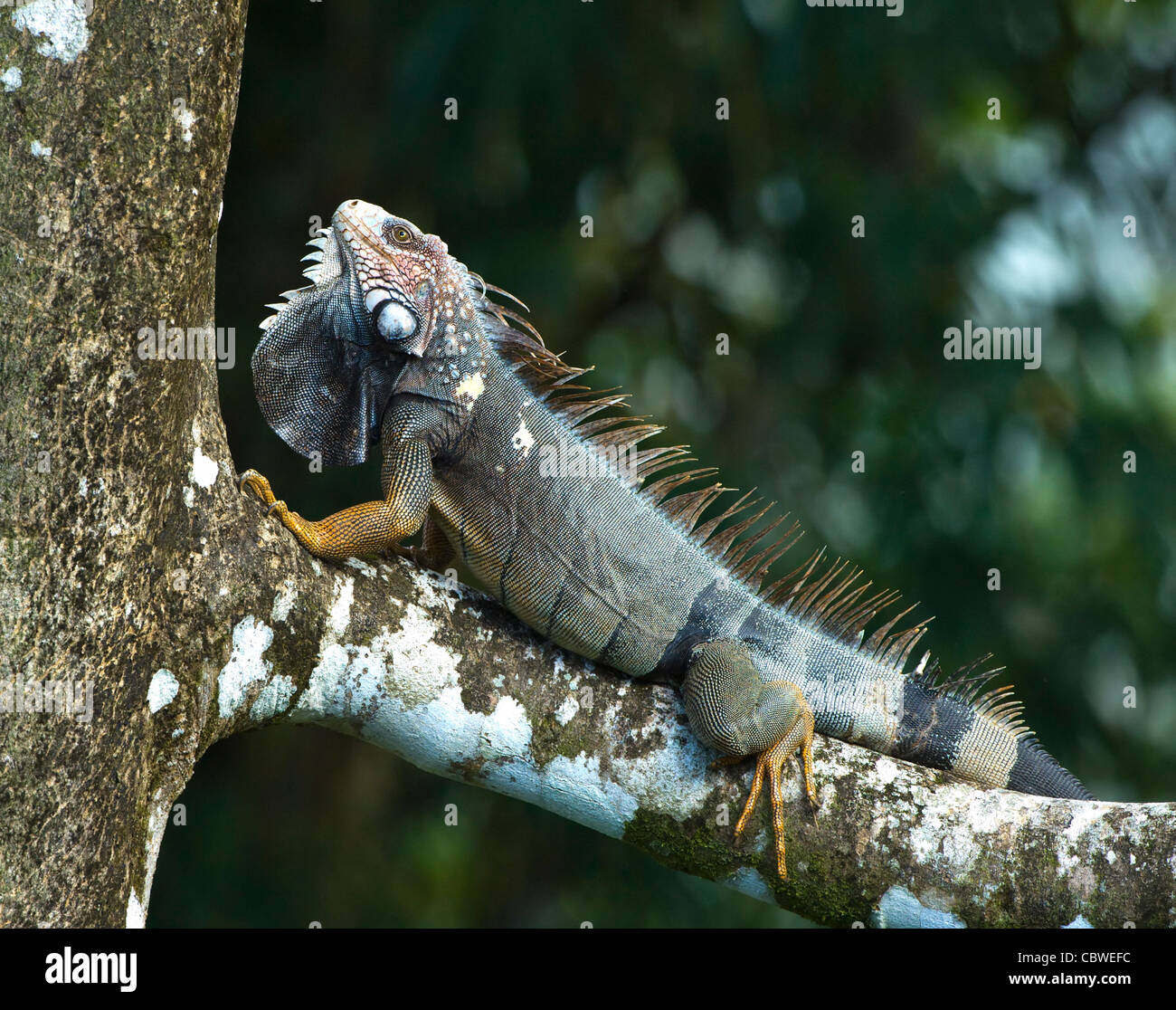 Iguana Guanacaste Costa Rica Iguanas Of Costa Rica Guardians Of The — free download