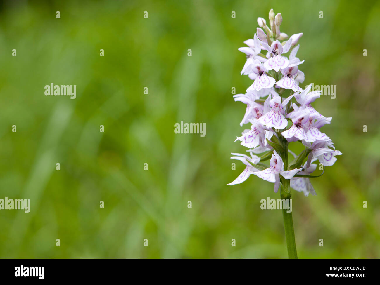 Heath Spotted Orchid or Moorland Spotted Orchid - Dactylorhiza maculata -, Val d'Aran, Lleida, Spain Stock Photo
