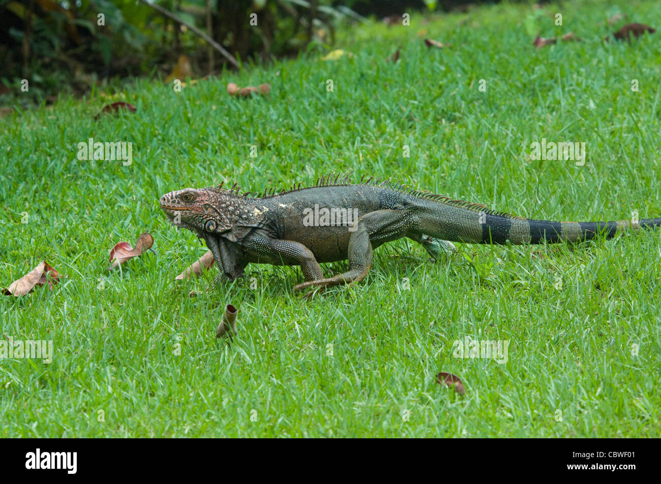 Green Iguana (Iguana iguana), Costa Rica Stock Photo Alamy — free download