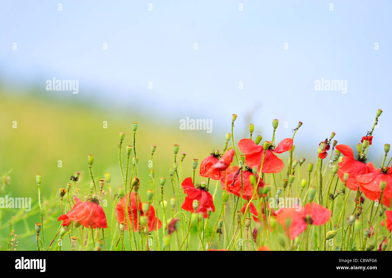 White Peace Poppies High Resolution Stock Photography and Images - Alamy