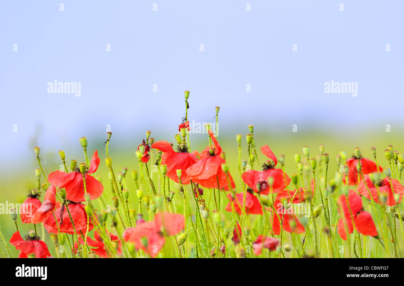 Poppies on background hi-res stock photography and images - Alamy