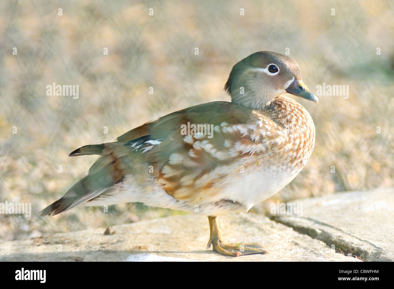 marbled teal Stock Photo