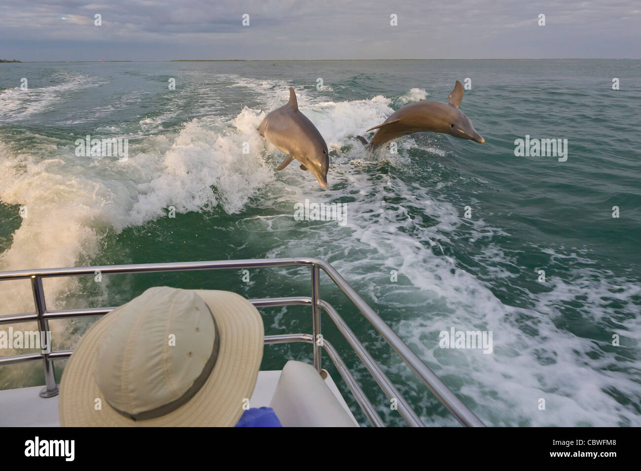 Bottlenose Dolphin jumping swimming in the waters off Gasparilla Island Florida Stock Photo