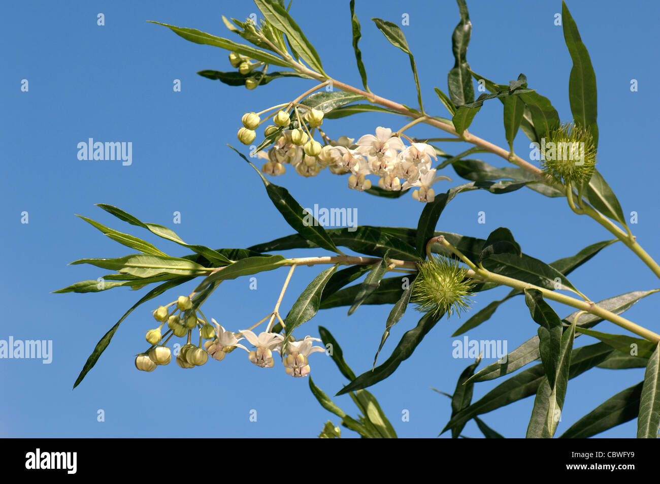 Balloonplant (Asclepias physocarpa), twigs with flowers and fruit. Stock Photo