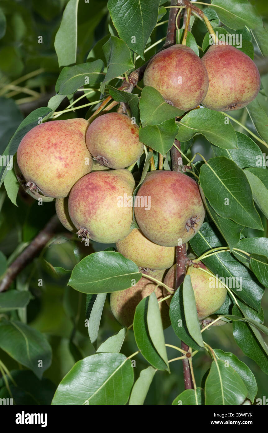 Common Pear, European Pear (Pyrus communis), variety: Blutbirne (blood pear), ripe fruit on a tree. Stock Photo
