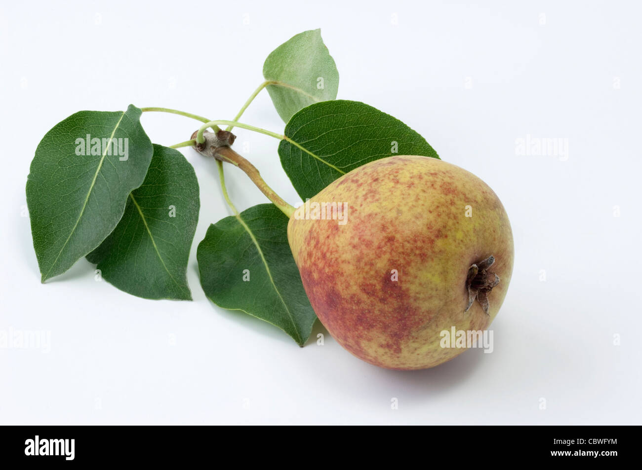 Common Pear, European Pear (Pyrus communis), variety: Blutbirne (blood pear), twig with ripe fruit and leaves Stock Photo