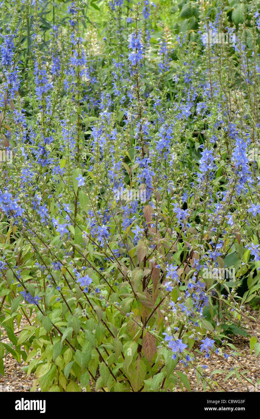 American Bellflower (Campanula americana, Campanulastrum americanum), flowering stand. Stock Photo