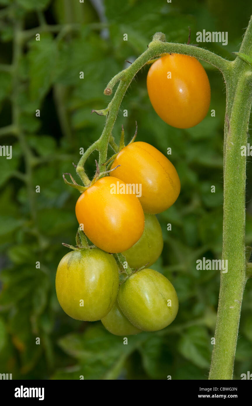 Tomato (Solanum lycopersicum), variety: Cerise. Ripe and unripe fruit on a plant. Stock Photo
