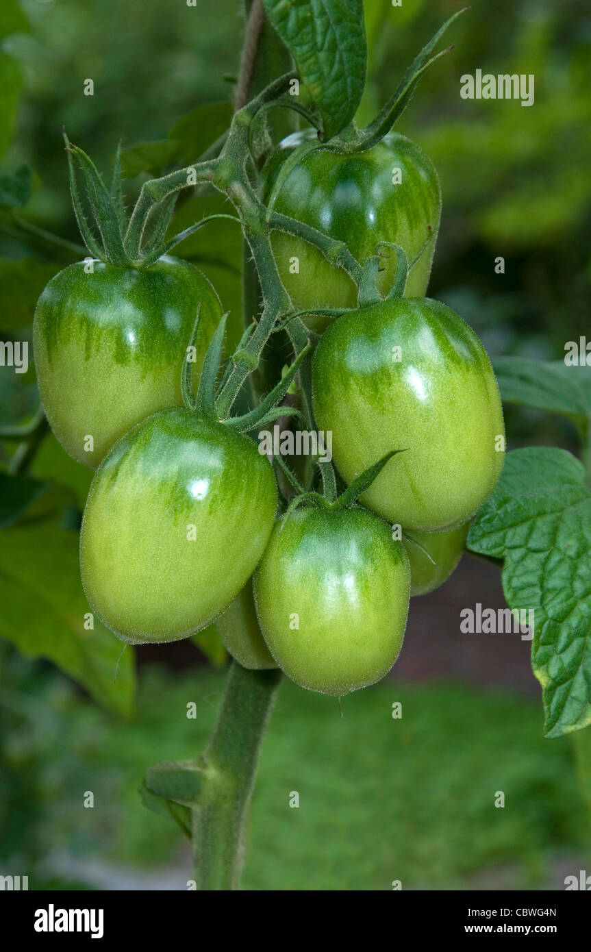 Tomato (Solanum lycopersicum), variety: De Berao. Unripe fruit on a plant. Stock Photo