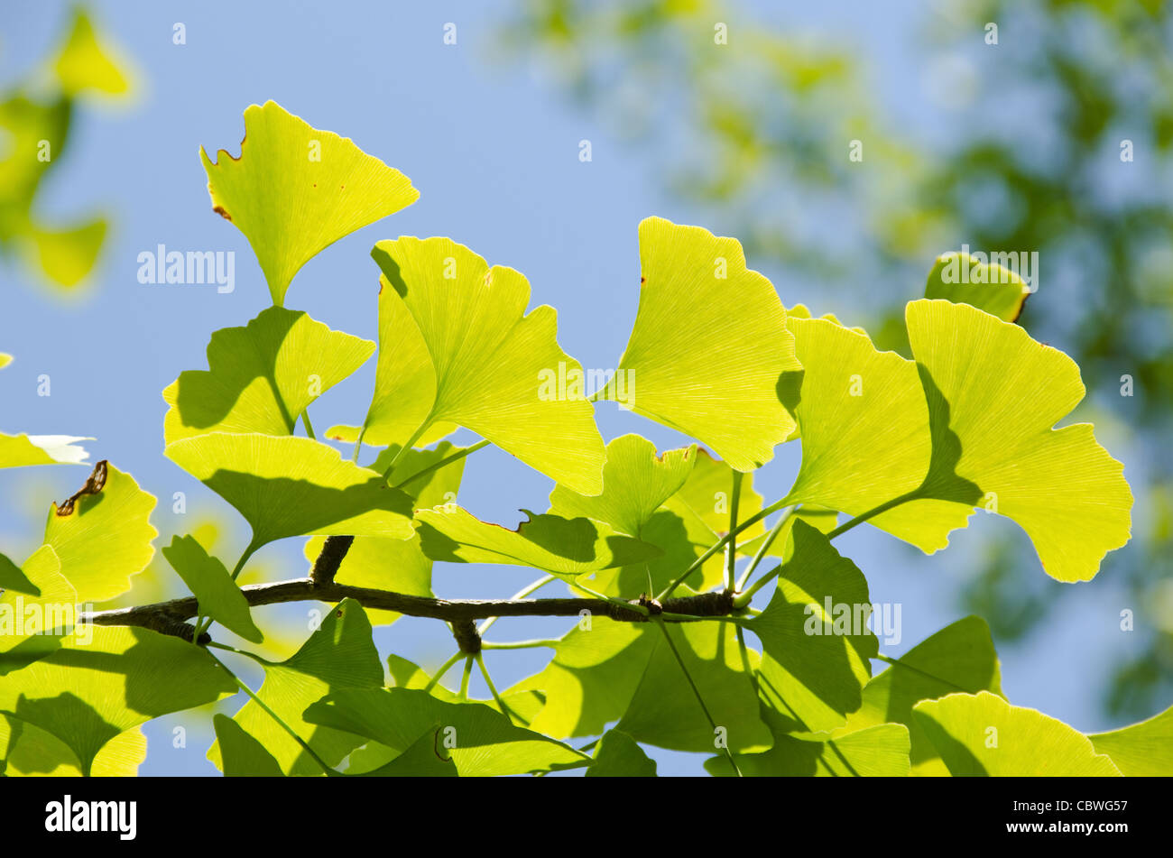 Leaves of Ginkgo biloba on the tree in sunshine with blue sky in background Stock Photo