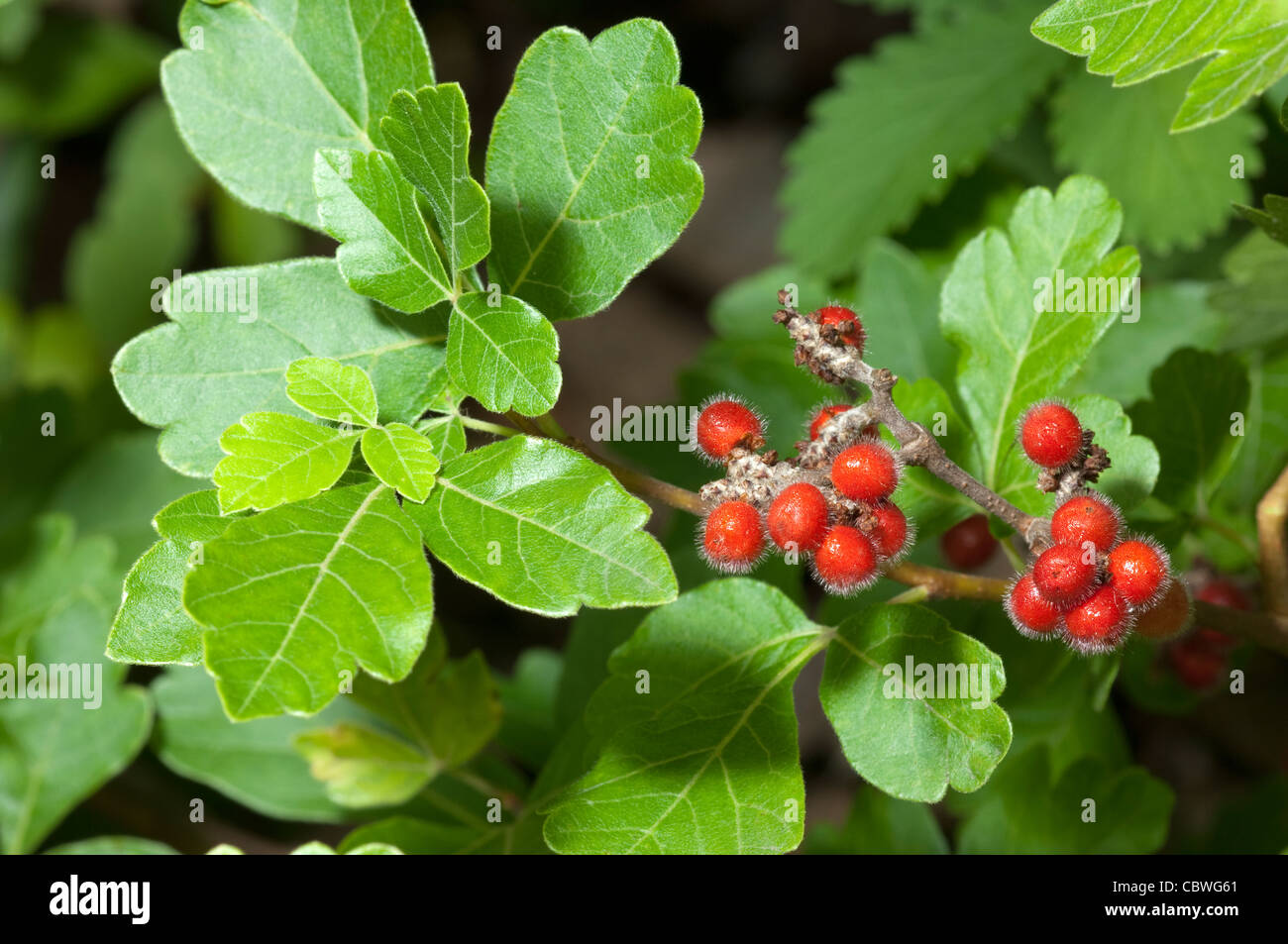 Fragrant Sumac (Rhus aromatica). Twig with fruit Stock Photo Alamy