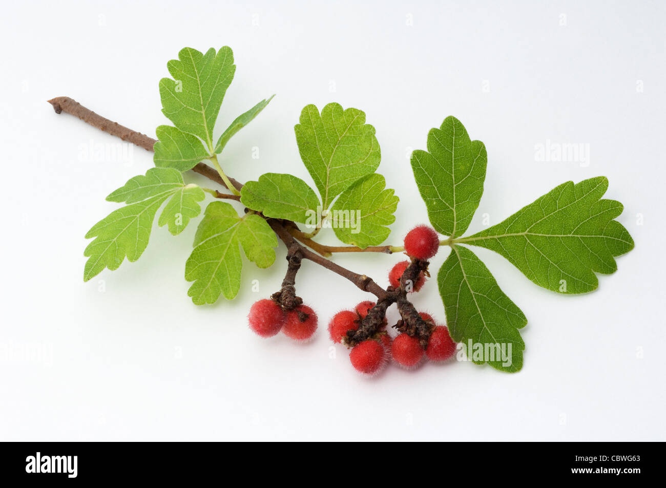 Fragrant Sumac (Rhus aromatica). Twig with fruit. Studio picture against a white background Stock Photo
