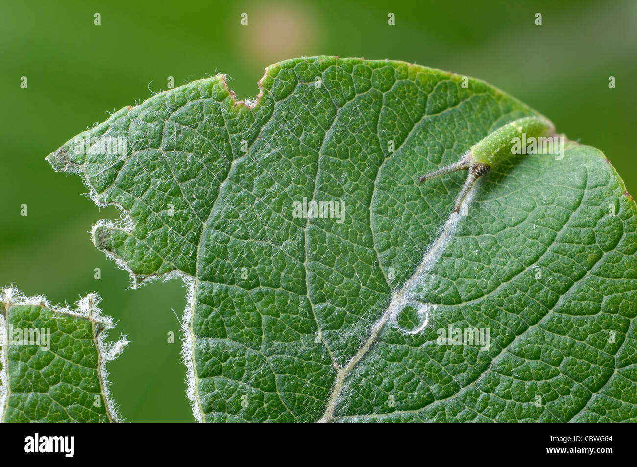 Purple Emperor (Apatura iris), caterpillar on a Willow leaf Stock Photo