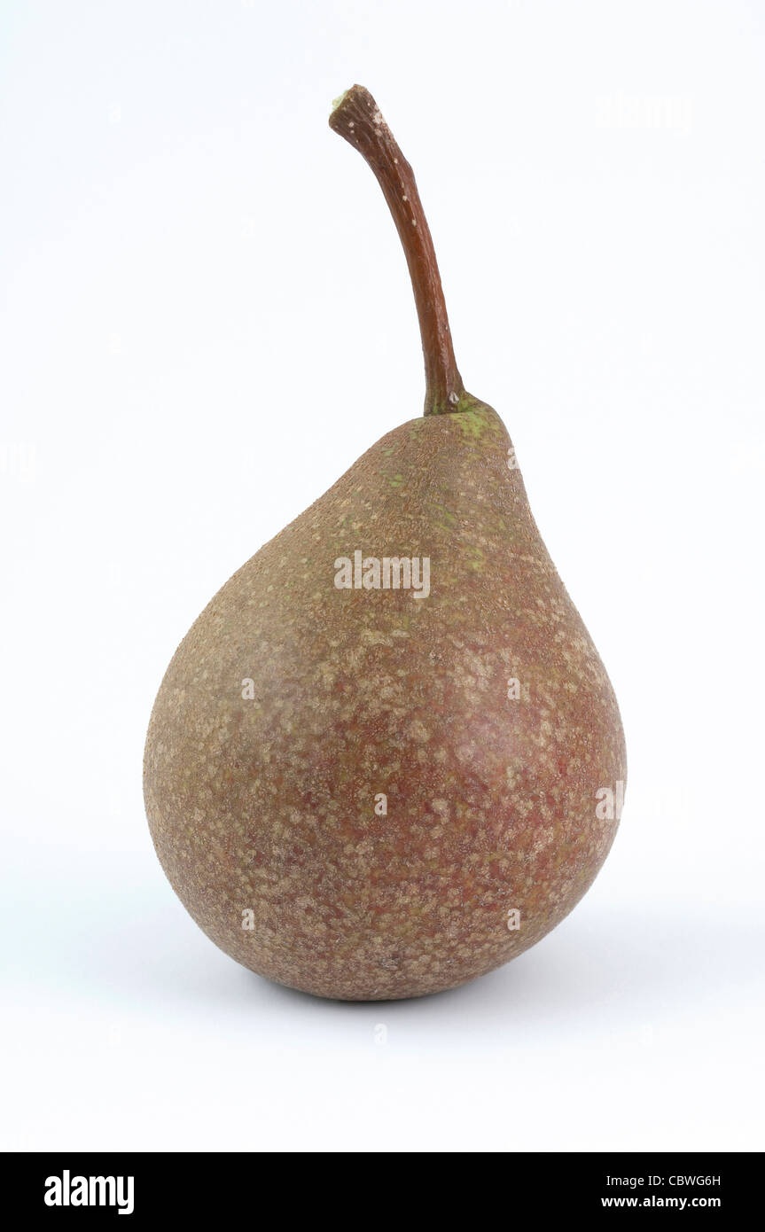 Common Pear, European Pear (Pyrus communis), variety: Gute Graue, ripe fruit, studio picture. Stock Photo