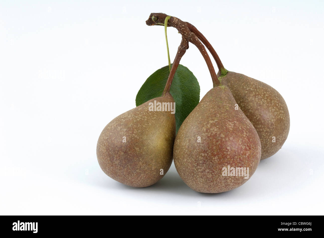 Common Pear, European Pear (Pyrus communis), variety: Gute Graue, fruit with leaf, studio picture. Stock Photo