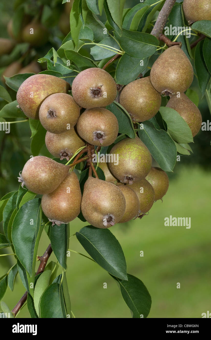 Common Pear, European Pear (Pyrus communis), variety: Gute Graue, ripe fruit on a tree, studio picture. Stock Photo