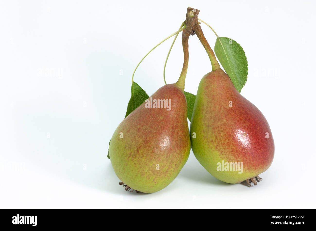 Common Pear, European Pear (Pyrus communis), variety: Gute Luise, fruit with leaves, studio picture. Stock Photo