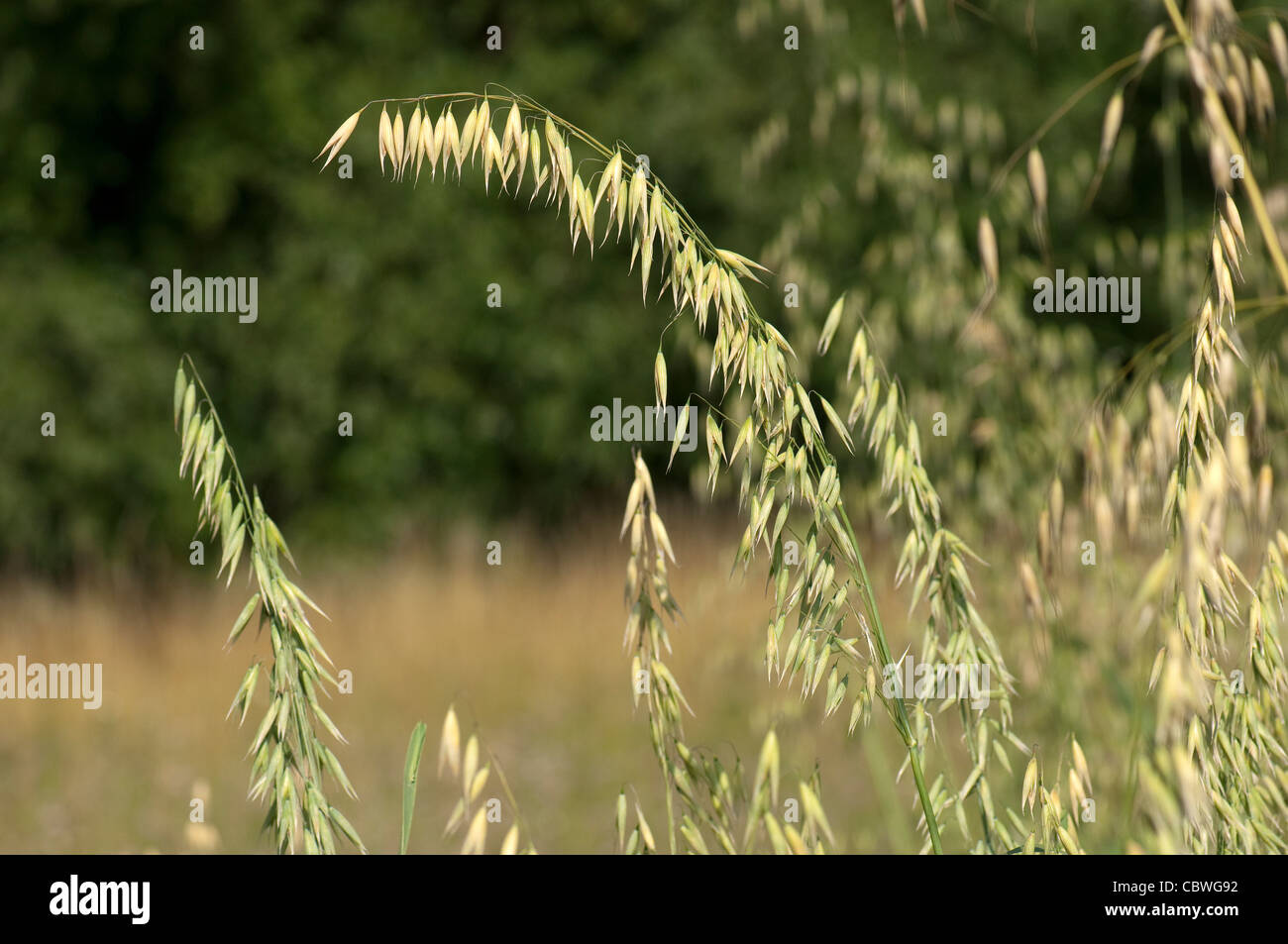 Oat (Pyrus communis), panicles. Stock Photo