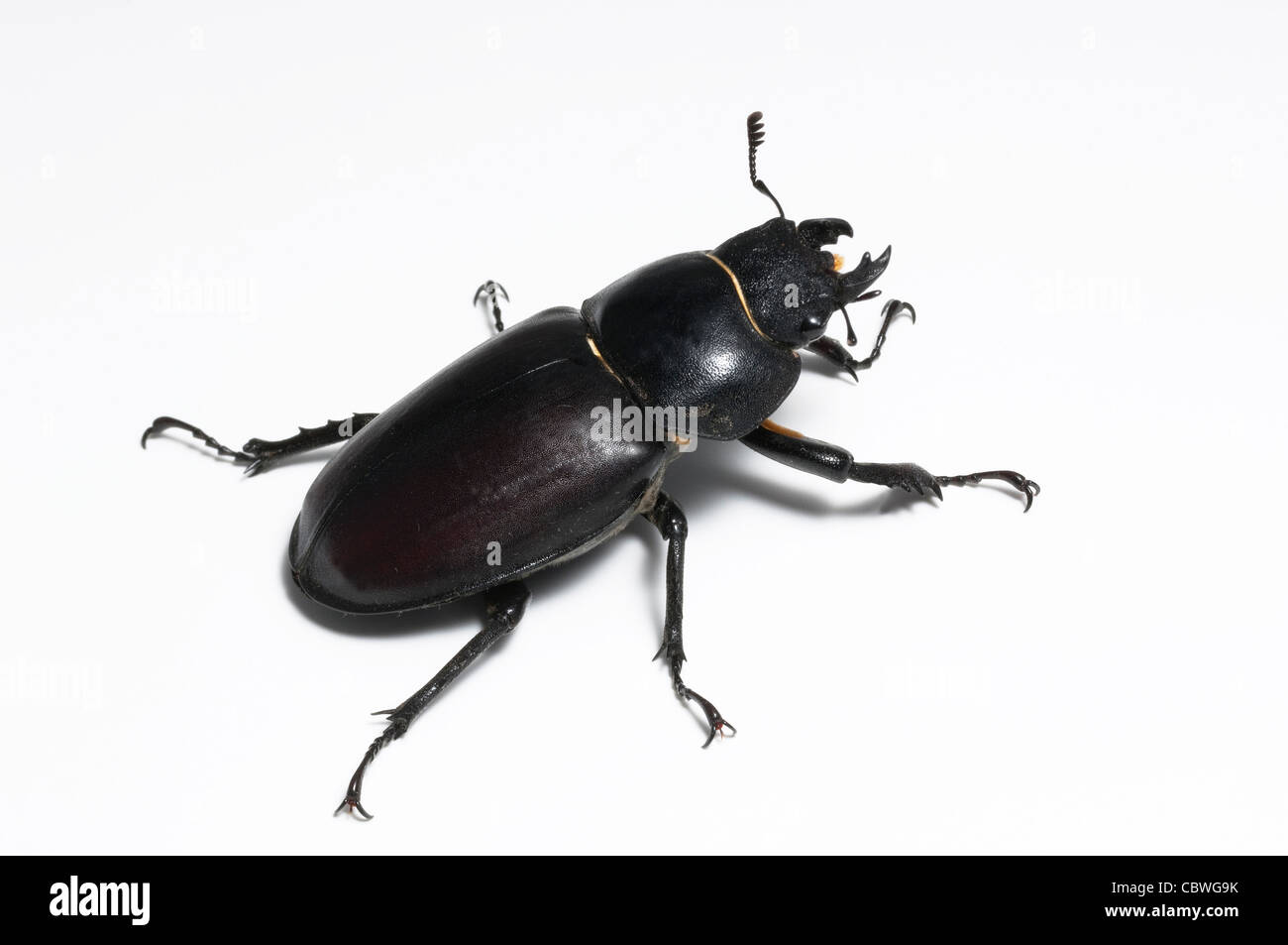 European Stag Beetle (Lucanus cervus), female, studio picture against a white background. Stock Photo