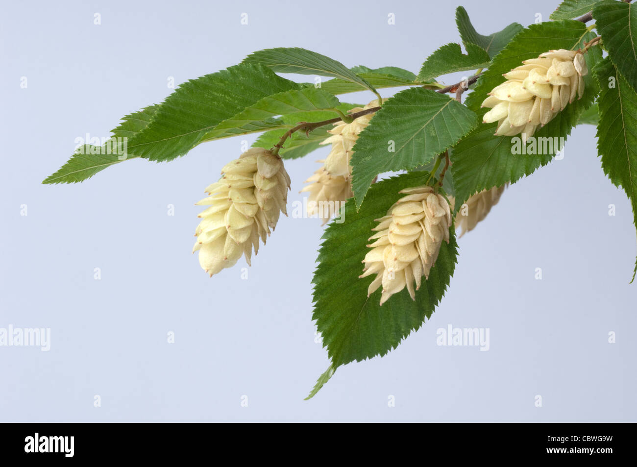 European Hop Hornbeam (Ostrya carpinifolia), twig with leaves and fruit clusters. Stock Photo