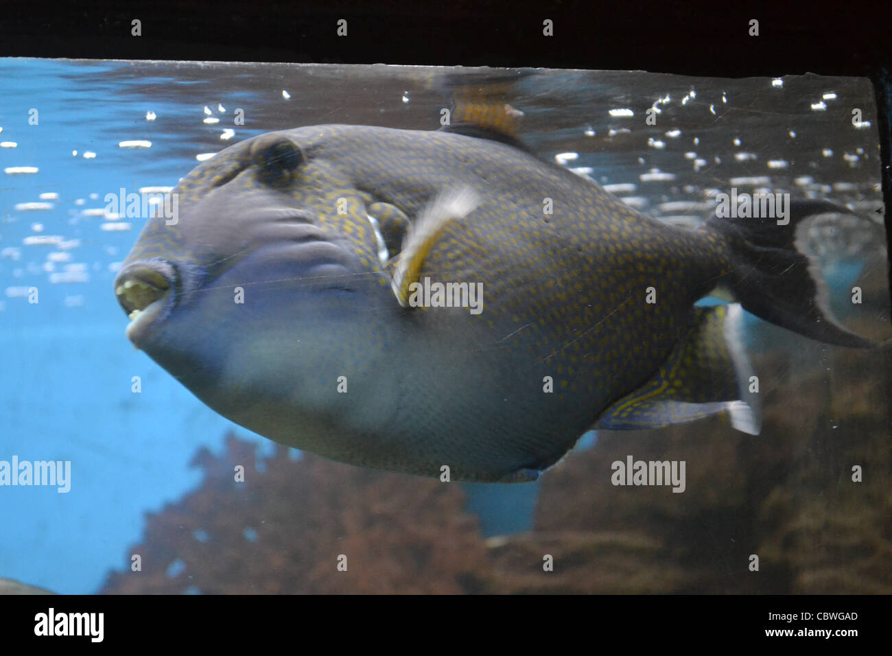 fish in an aquarium Stock Photo