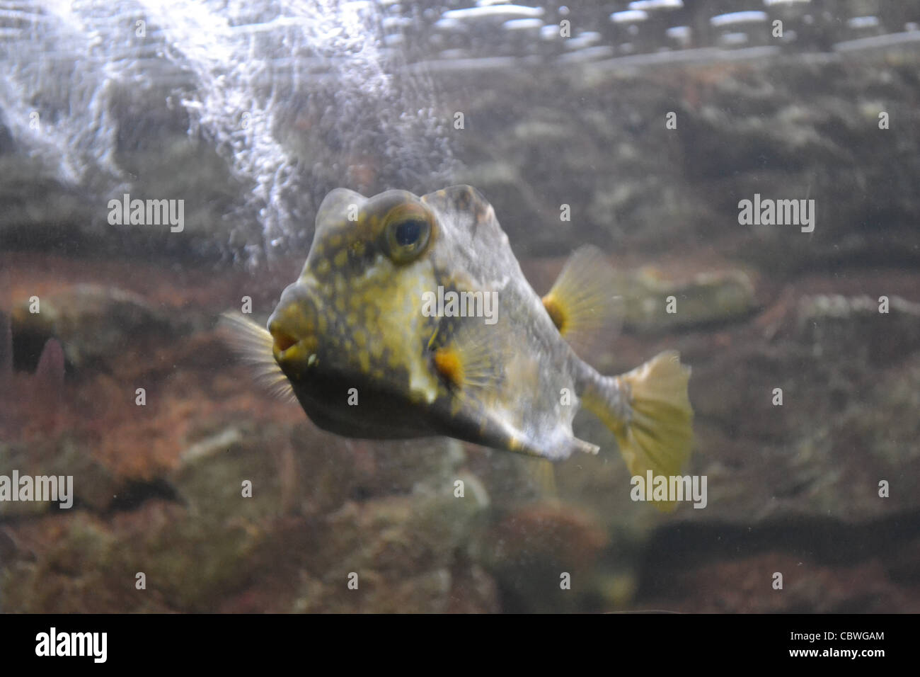 fish in an aquarium Stock Photo