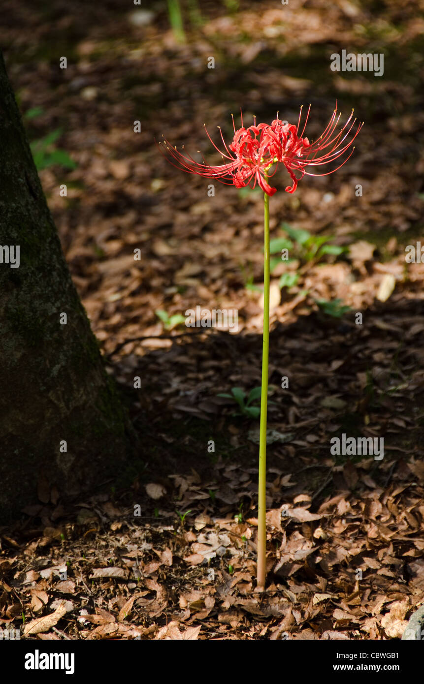 Red spider lily, Lycoris radiata, in its natural habitat on a forest floor Stock Photo