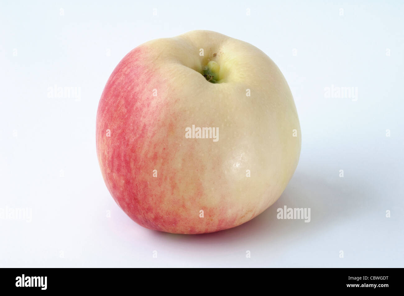 Domestic Apple (Malus domestica), variety: Jakob Fischer, ripe fruit. Studio picture against a white background. Stock Photo