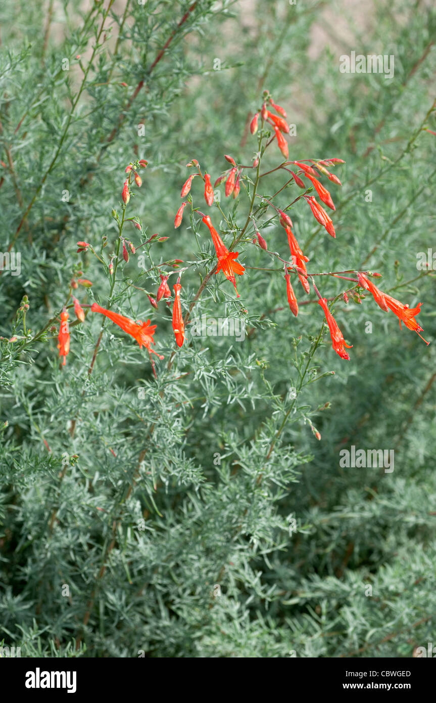 California Fuchsia (Epilobium californica, Zauschneria californica