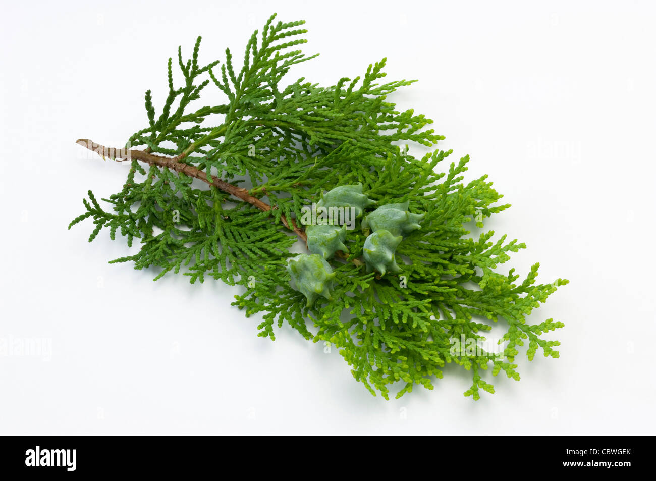 Chinese Arborvitae (Platycladus orientalis), twig with cones, studio picture. Stock Photo