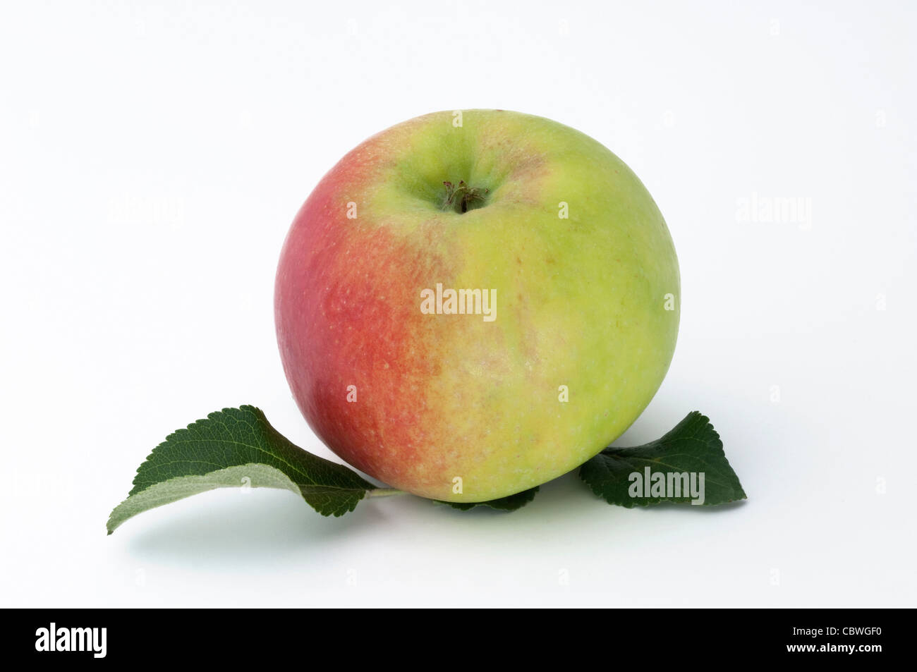 Domestic Apple (Malus domestica), variety: American Mother, The Mother, ripe fruit. Studio picture against a white background. Stock Photo