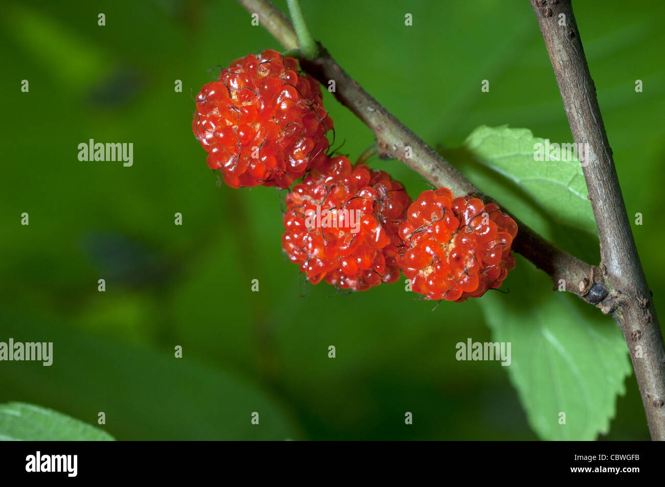 Paper Mulberry (Broussonetia kazinoki Kozo), ripe fruit on a twig. Stock Photo