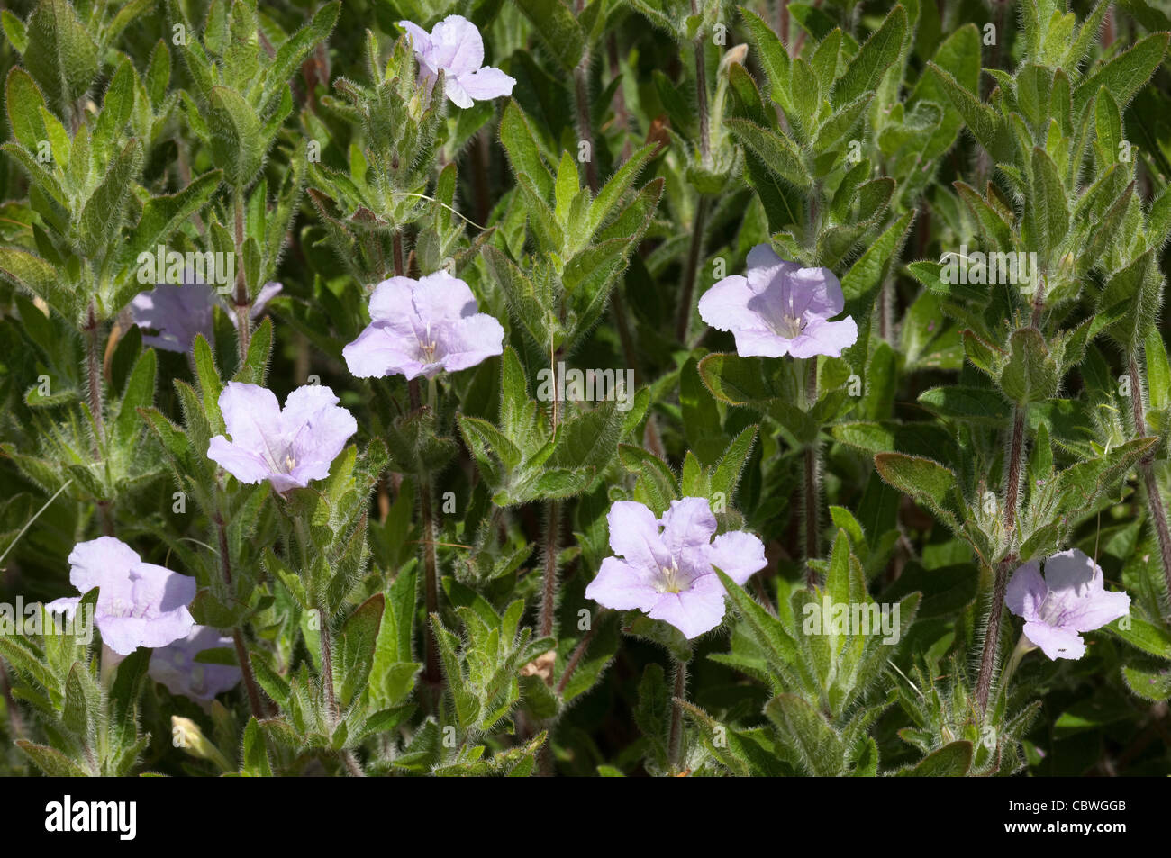 Fringeleaf Wild Petunia, Plains Petunia (Ruellia humilis), flowering plants. Stock Photo