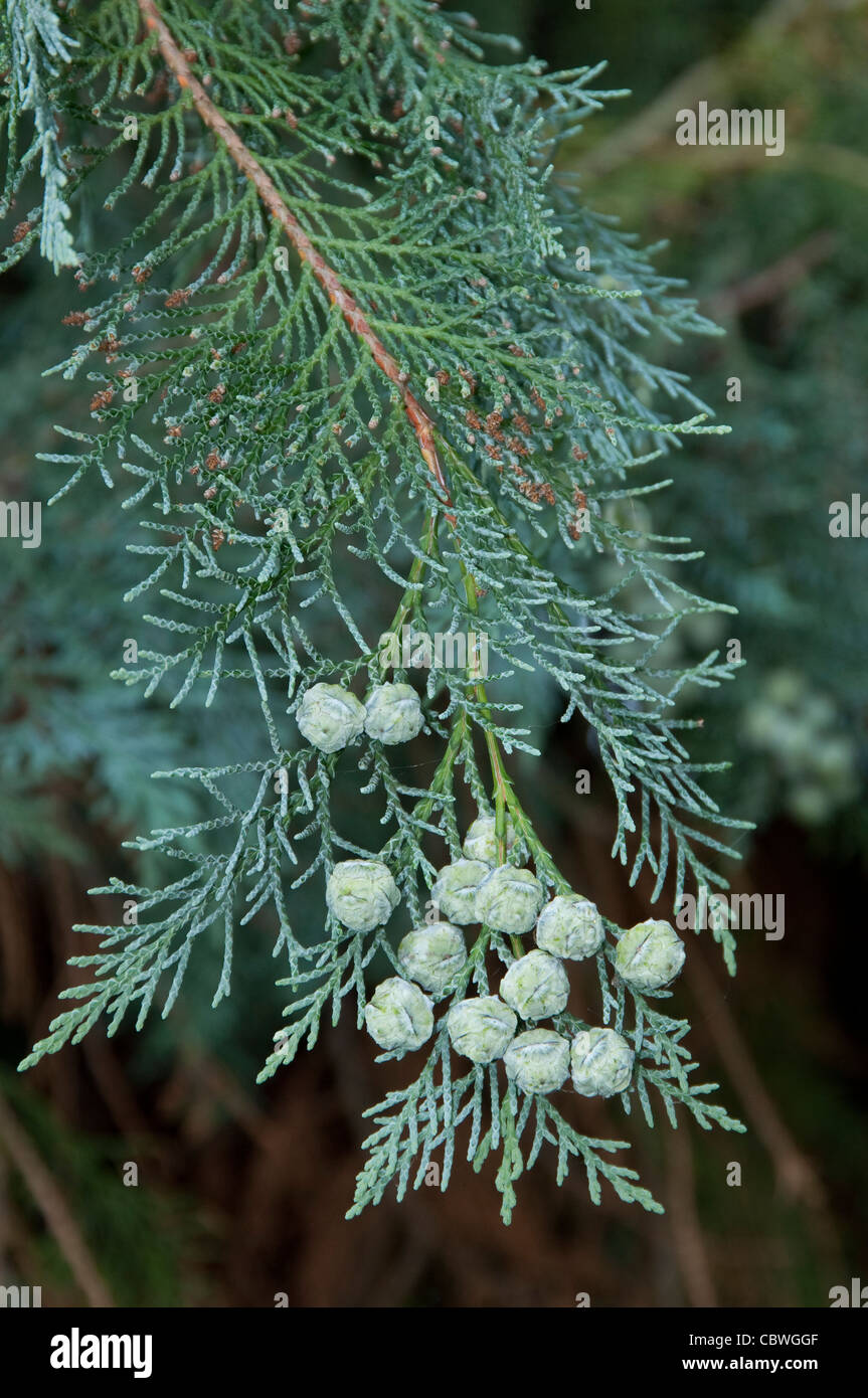 Lawsons Cypress, Port Orford-cedar (Chamaecyparis lawsoniana), variety: Triomf van Boskoop. Twig with cones. Stock Photo