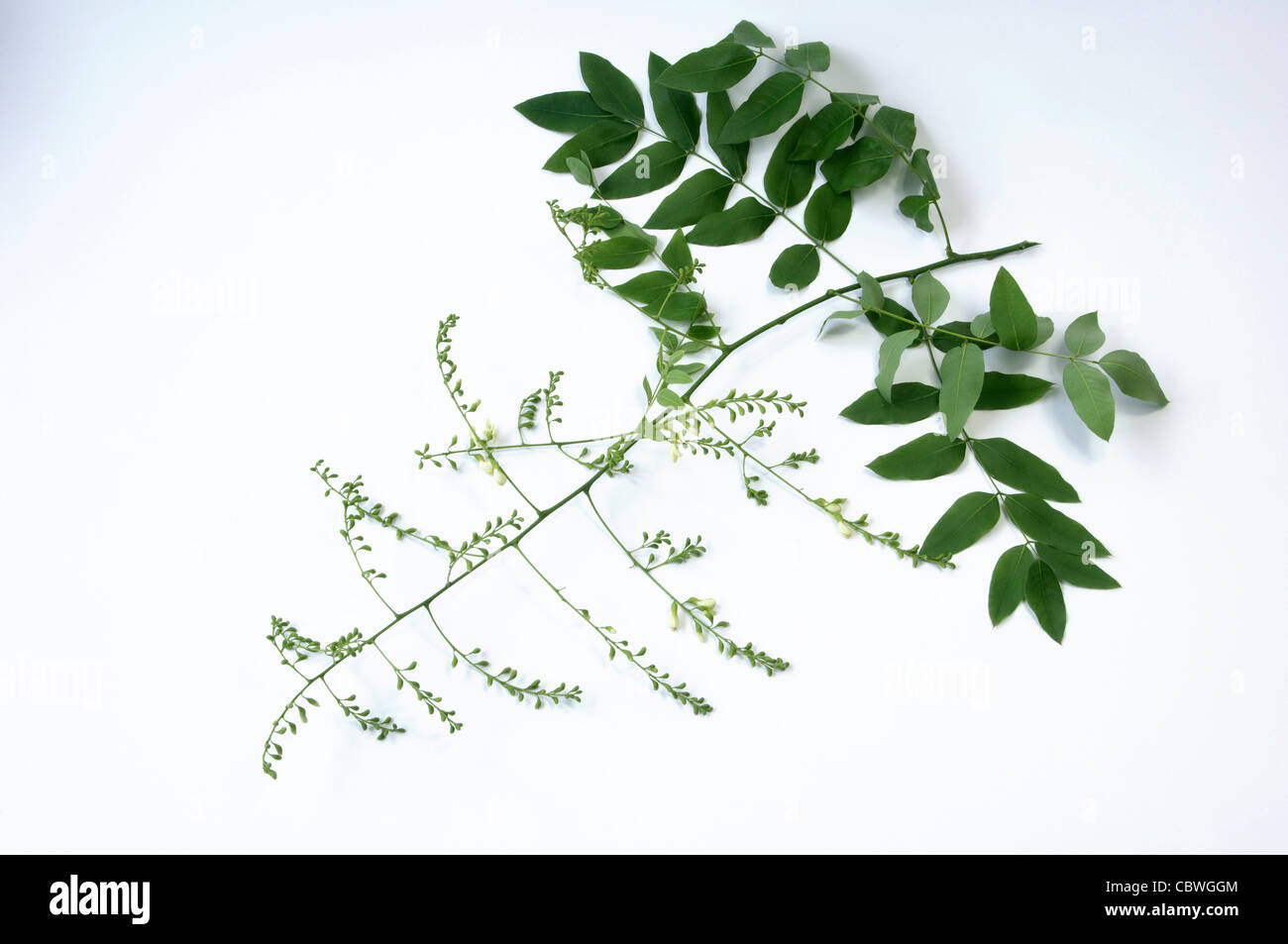 Pagoda Tree (Styphnolobium japonicum, Sophora japonica), flowering twig, studio picture against a white background. Stock Photo