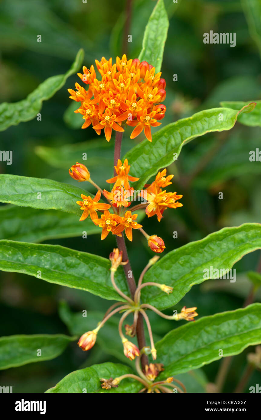 Butterfly Weed, Pleurisy Root, Butterfly Milkweed (Asclepias tuberosa), flowering. Stock Photo