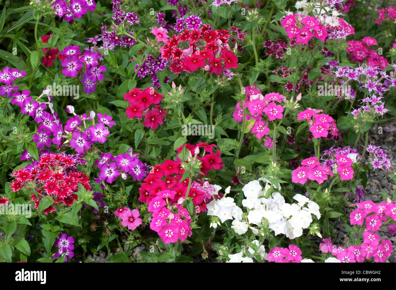 Annual Phlox (Phlox drummondii), flowering. Stock Photo