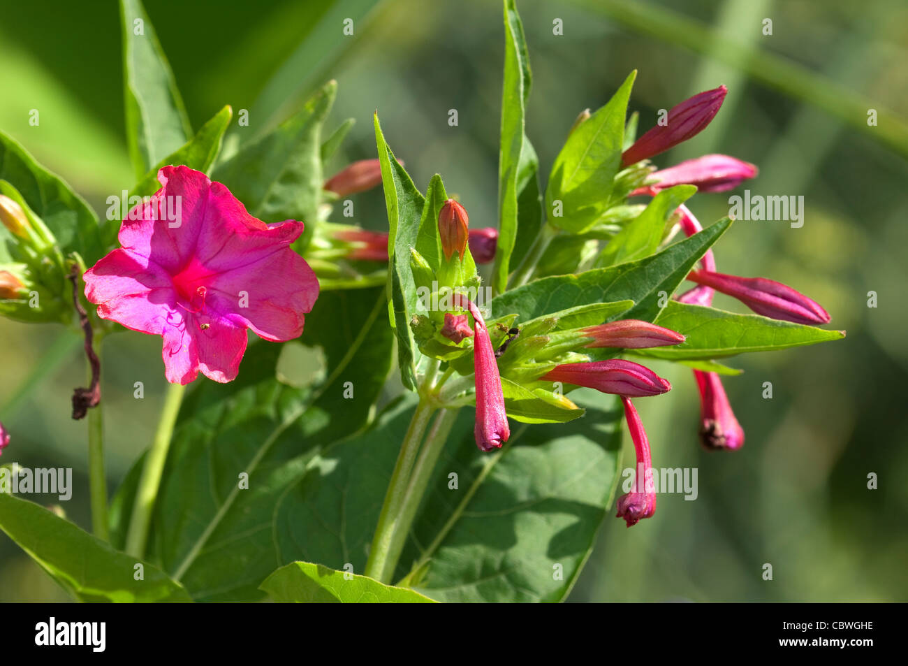 Four O´Clock Plant, Marvel Of Peru (Mirabilis jalapa), flowering. Stock Photo