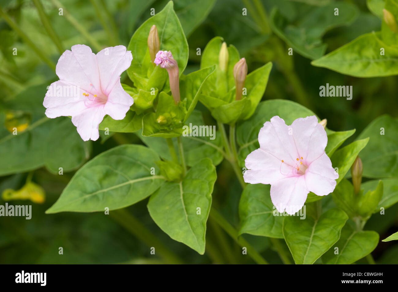 Four O´Clock Plant, Marvel Of Peru (Mirabilis jalapa), flowering. Stock Photo