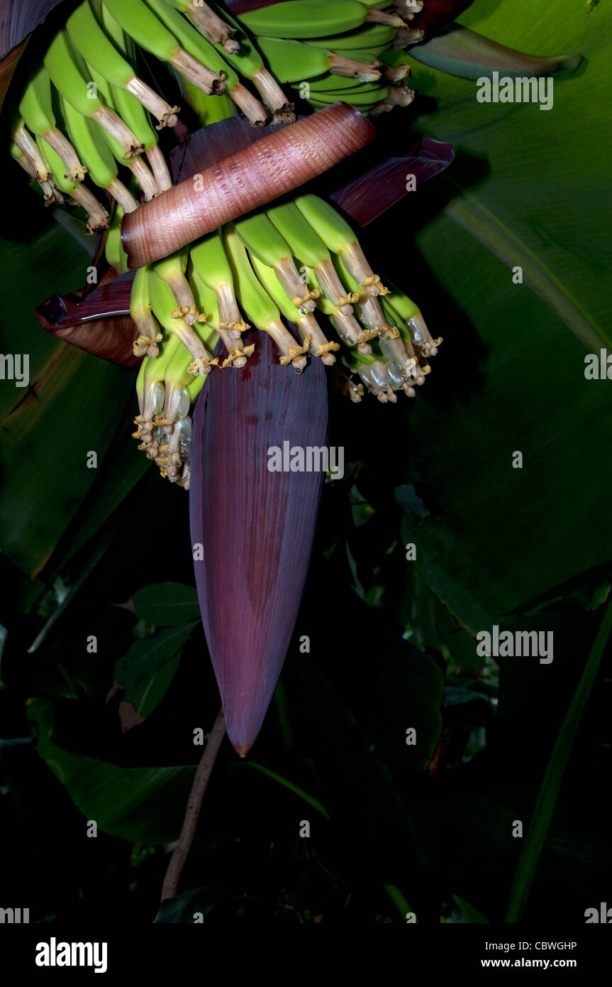 Dwarf Banana (Musa acuminata, Musa nana), inflorescence. Stock Photo