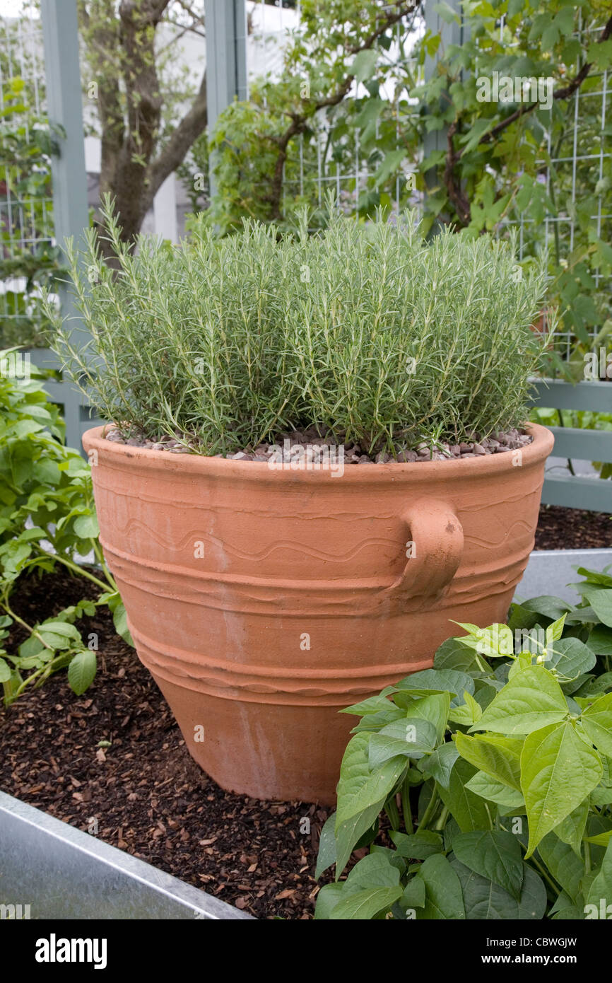 Large terracotta planter of rosemary Rosmarinus officinalis Stock Photo