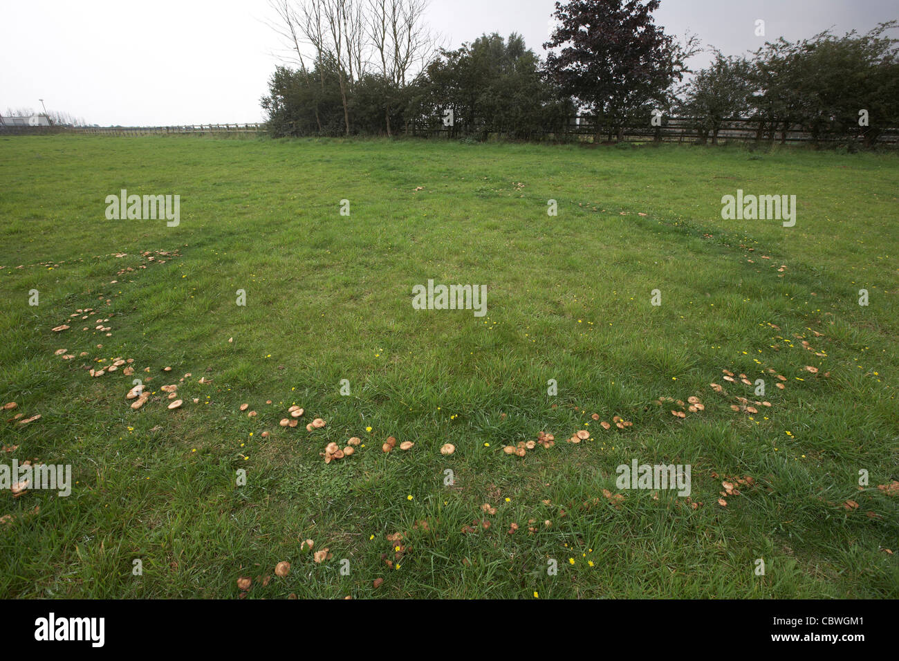 Fairy ring of mushrooms in a meadow, UK, growing in a circle Stock Photo