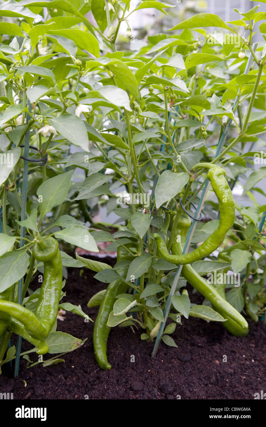 Green chilli growing in UK garden Stock Photo