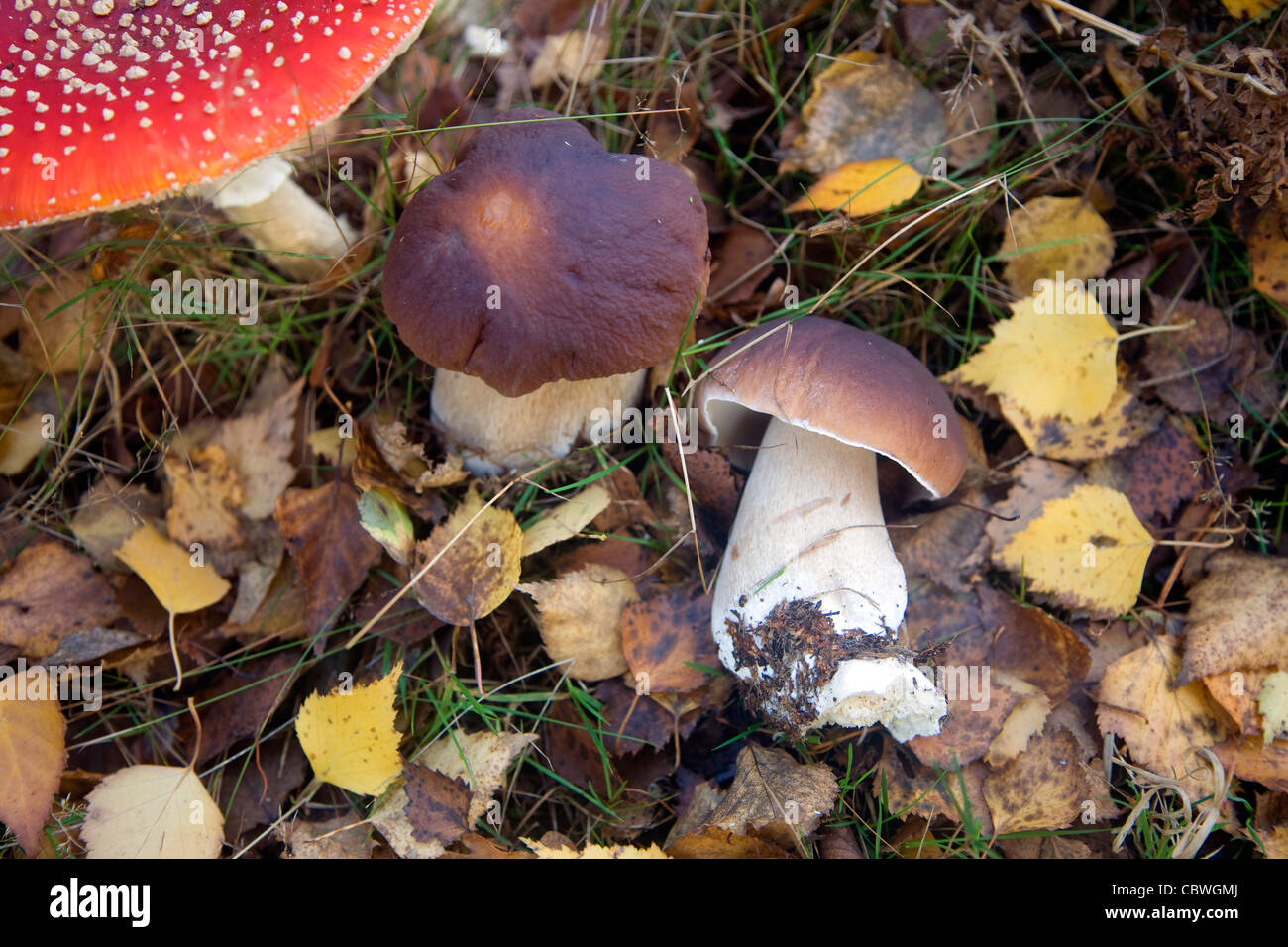 Fly agaric and cep mushroom fungus Stock Photo