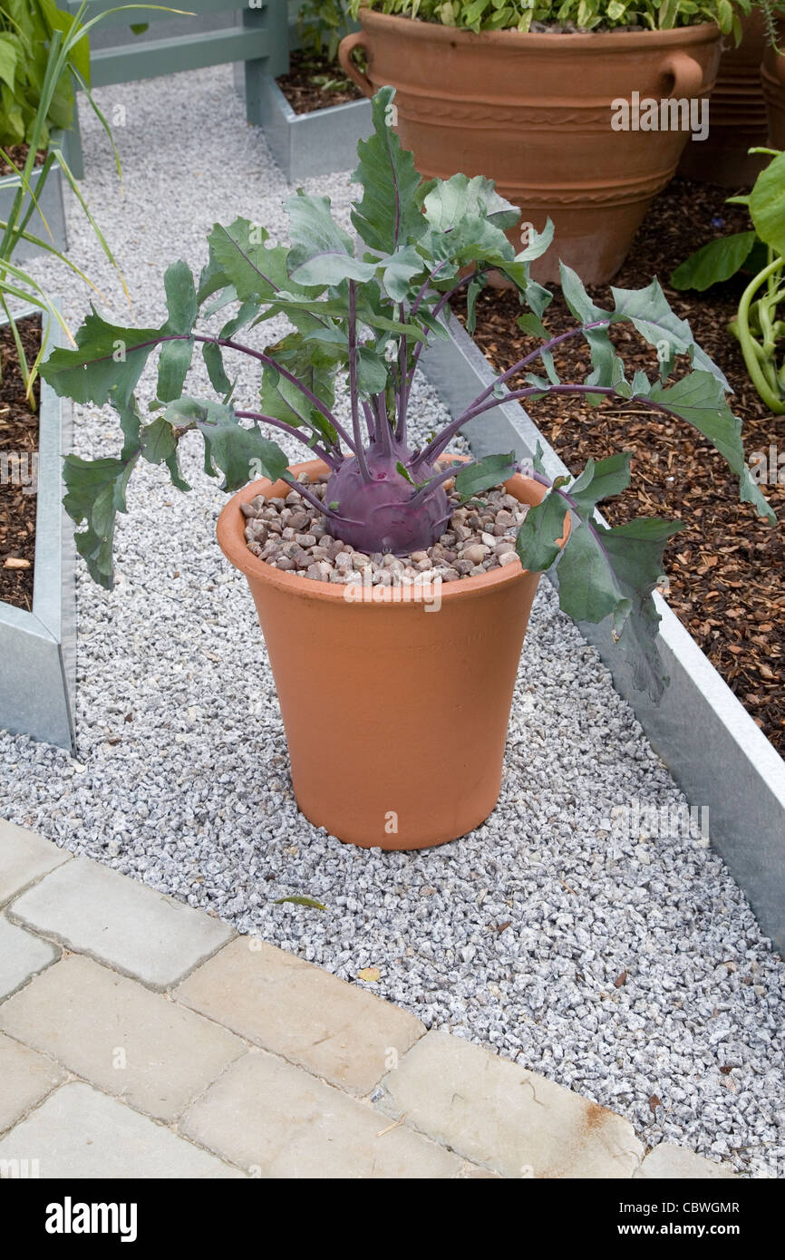 purple kohlrabi in terracotta planter Stock Photo