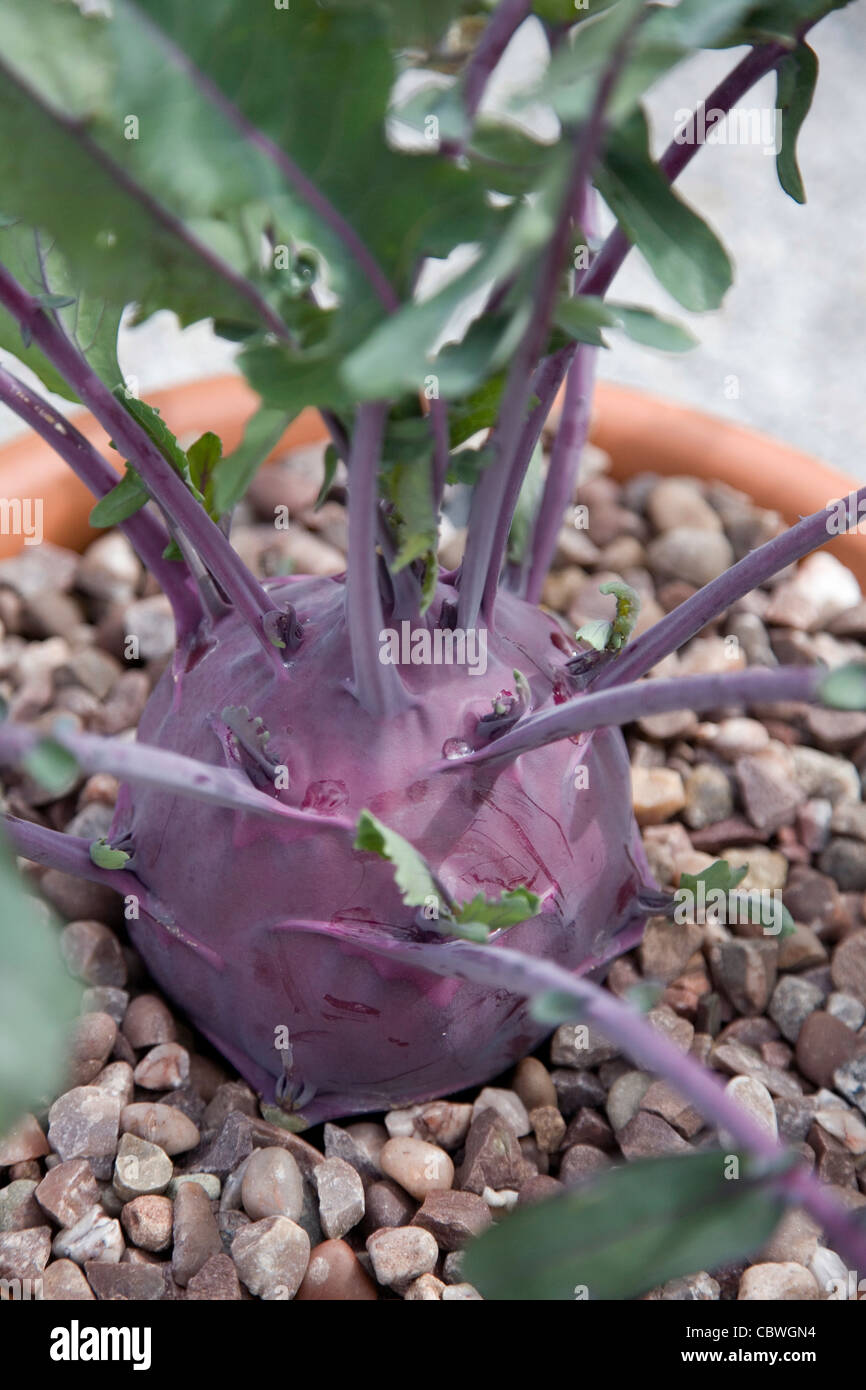 purple Kohlrabi growing in a terracotta pot Stock Photo