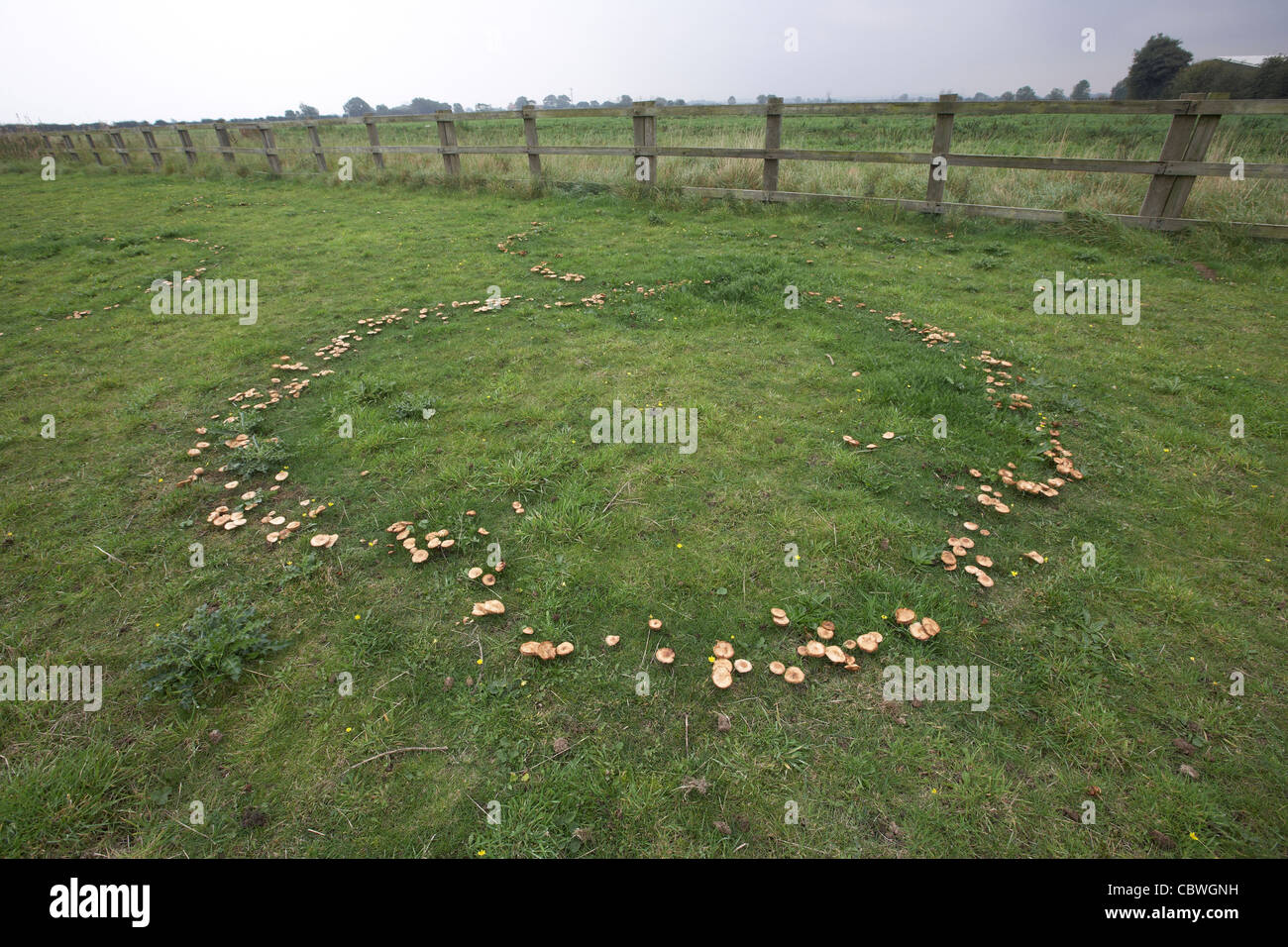 Fairy ring of mushrooms in a meadow, UK, growing in a circle Stock